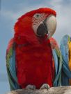 Juan macaw charm's - La tanière