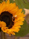 Golden brass bee and white flower ring